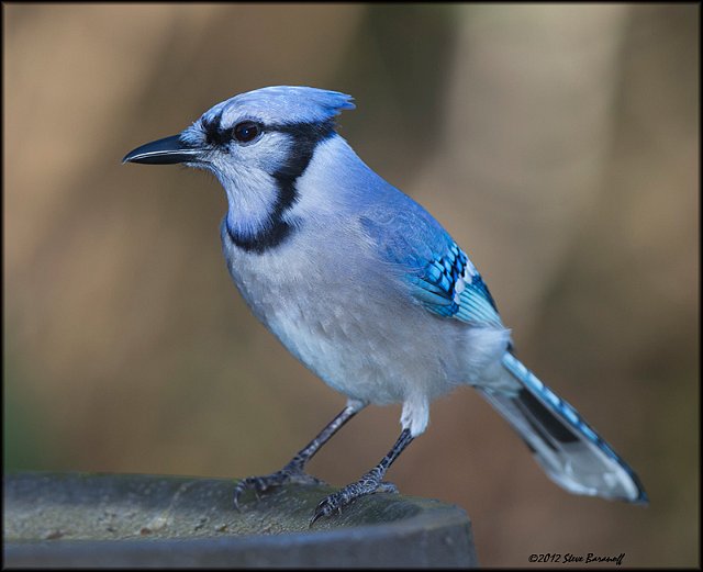 _2SB1123 blue jay.jpg